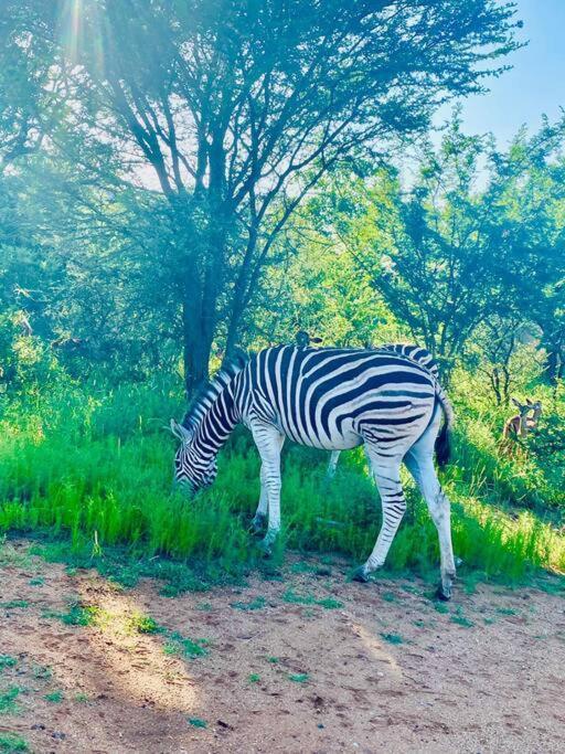 Апартаменты Wildheart Safari - Zesty Zebra Худспрут Экстерьер фото